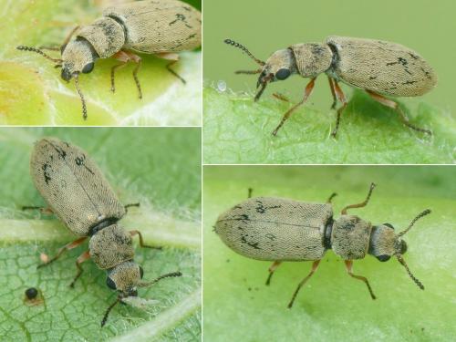 Danacea sp.